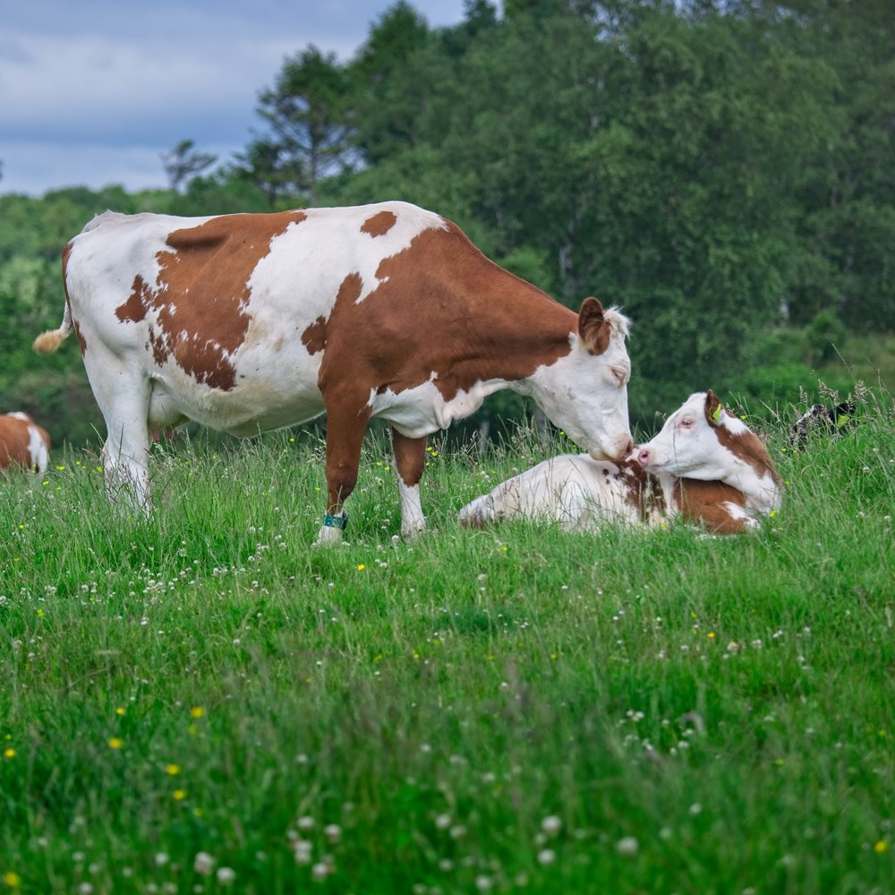 Cattle(Kosher Collection)