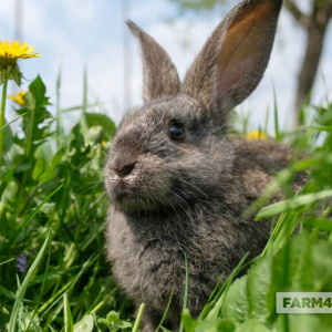 Rabbit