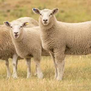 Sheep (Kosher Collection)