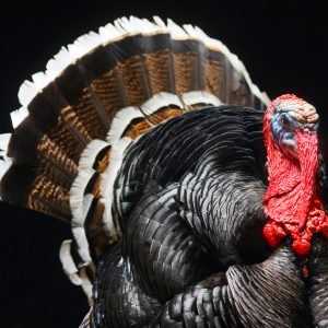 Turkey (Kosher Collection)