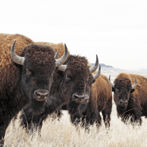 American Bison (Buffalo)