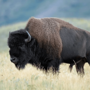 American Bison (Buffalo)