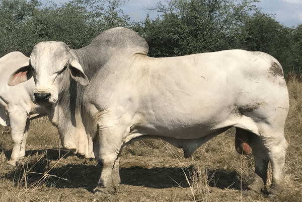 Brahman - Image 2
