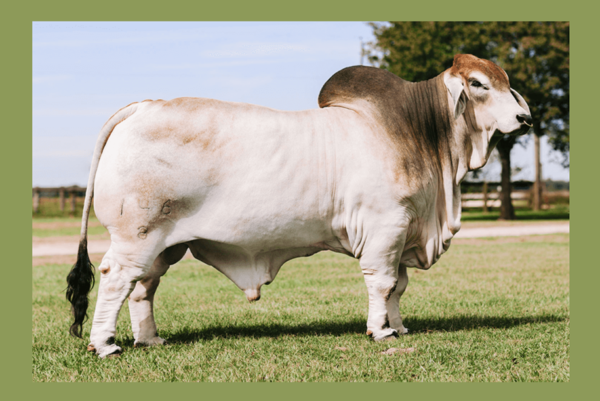 Brahman