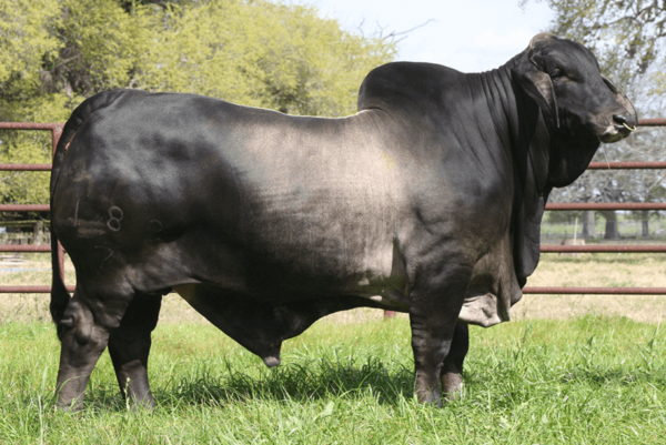 Brahman - Image 3