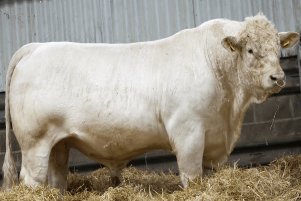 Charolais - Image 3