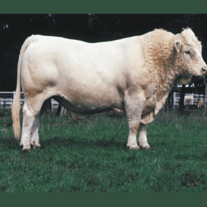 Charolais