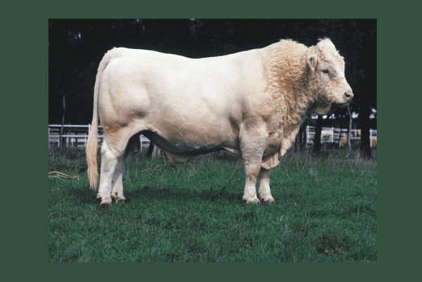 Charolais
