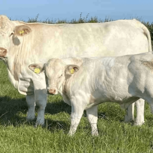 Charolais
