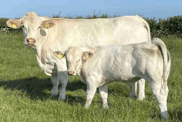 Charolais - Image 2