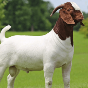 Goat (1-2 years)