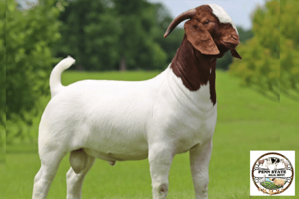 Goat (1-2 years)