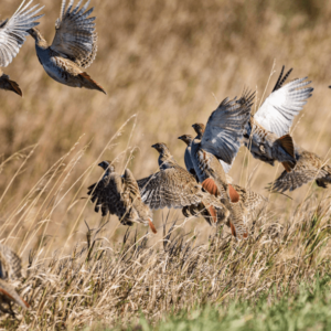 Partridge Birds