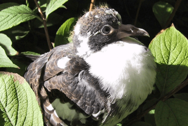 Pigeon