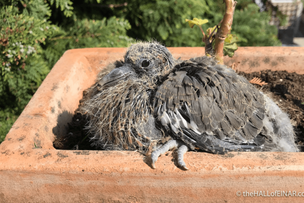 Pigeon - Image 3