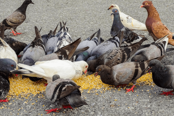 Pigeon - Image 2