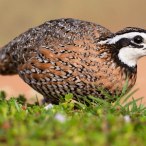 Quail Birds