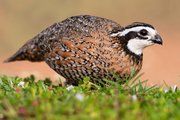 Quail Birds