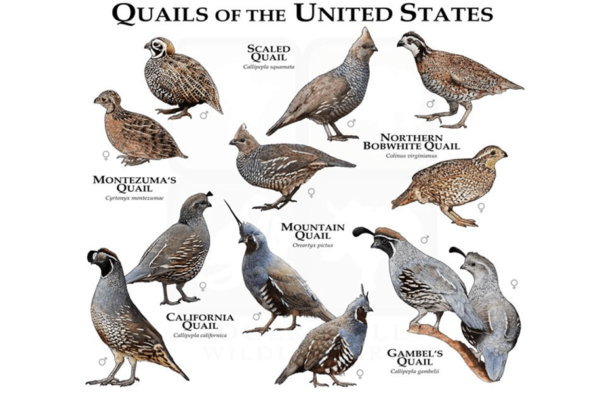 Quail Birds - Image 3