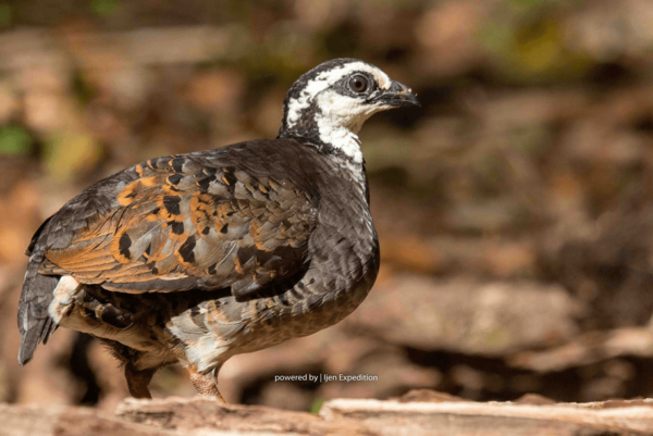 Quail Birds - Image 4