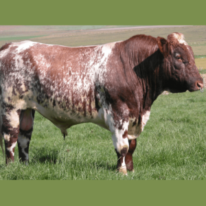 Shorthorn